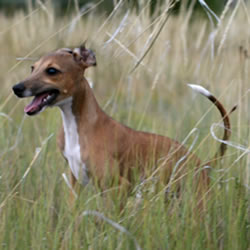 Italian Greyhound running